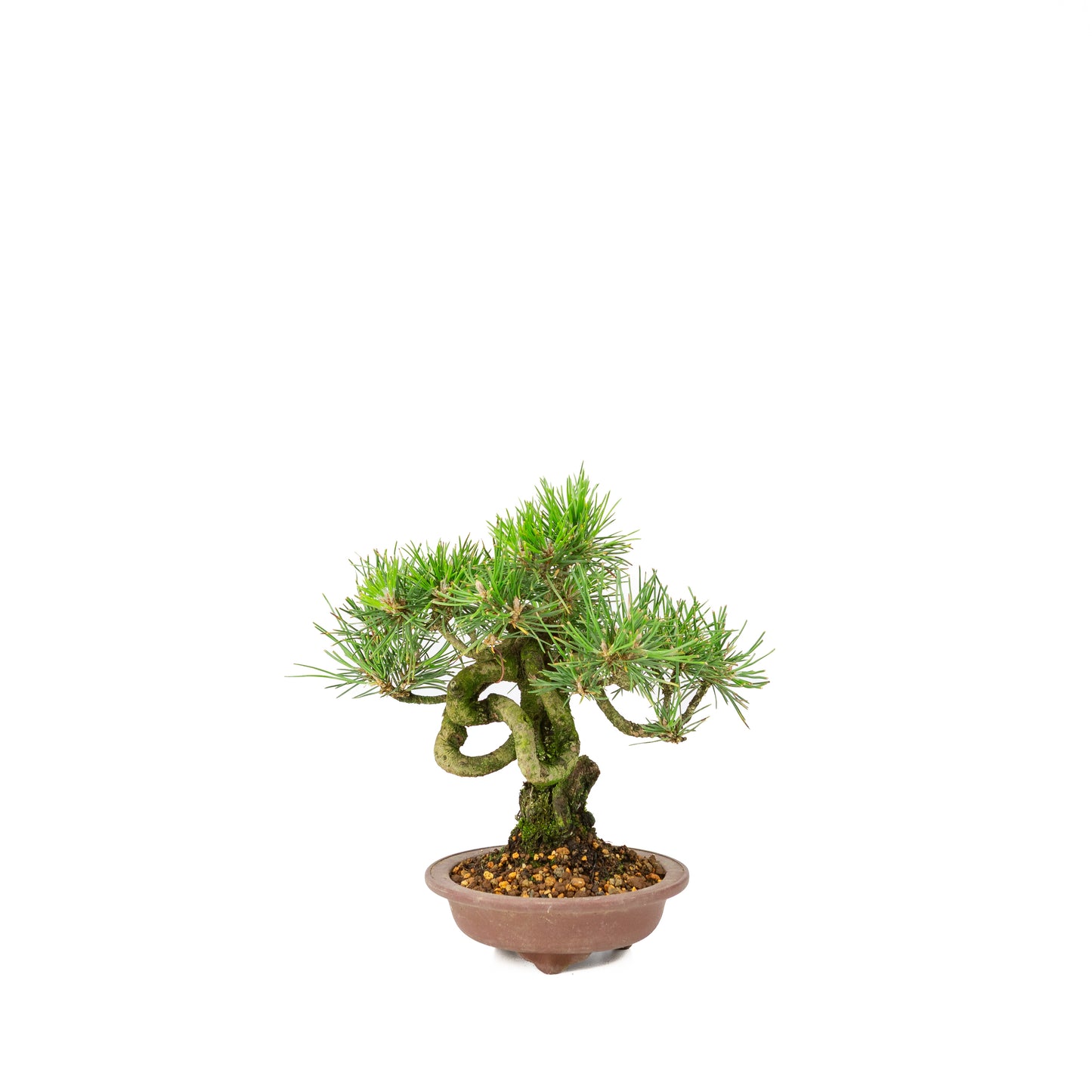 Pinus thunbergii pot non émaillé 13m, hauteur ~24cm