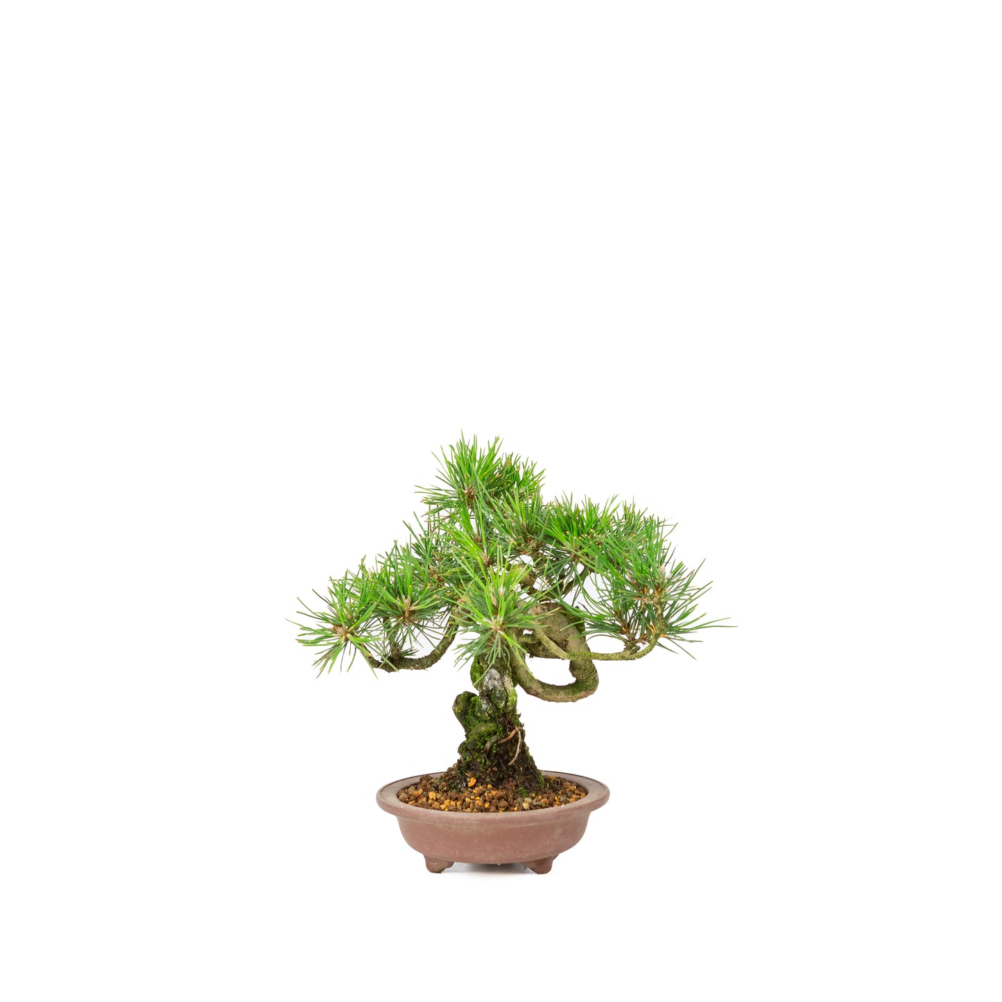 Pinus thunbergii pot non émaillé 13m, hauteur ~24cm