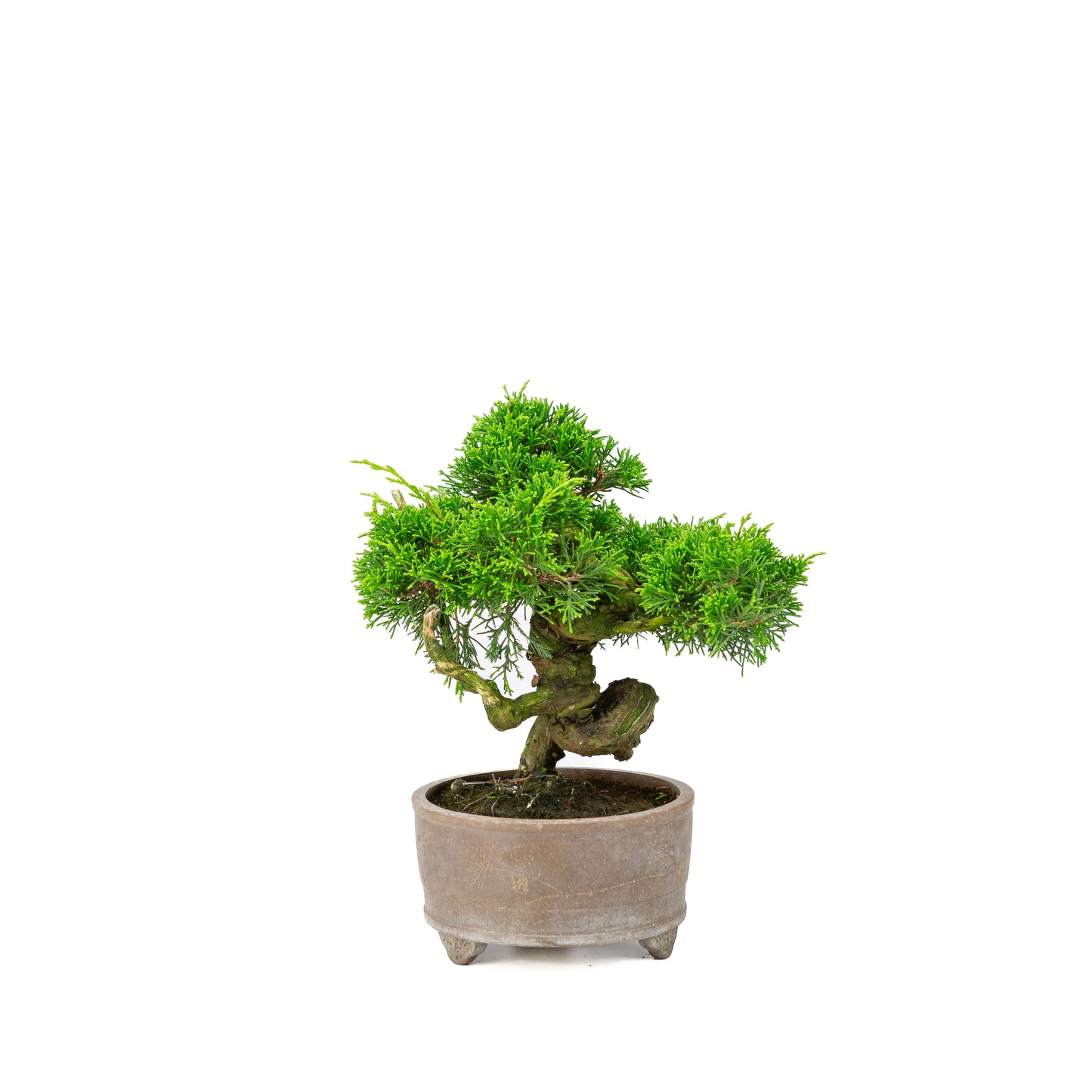 Juniperus chinensis non émaillé pot 14 cm, hauteur ~27 cm