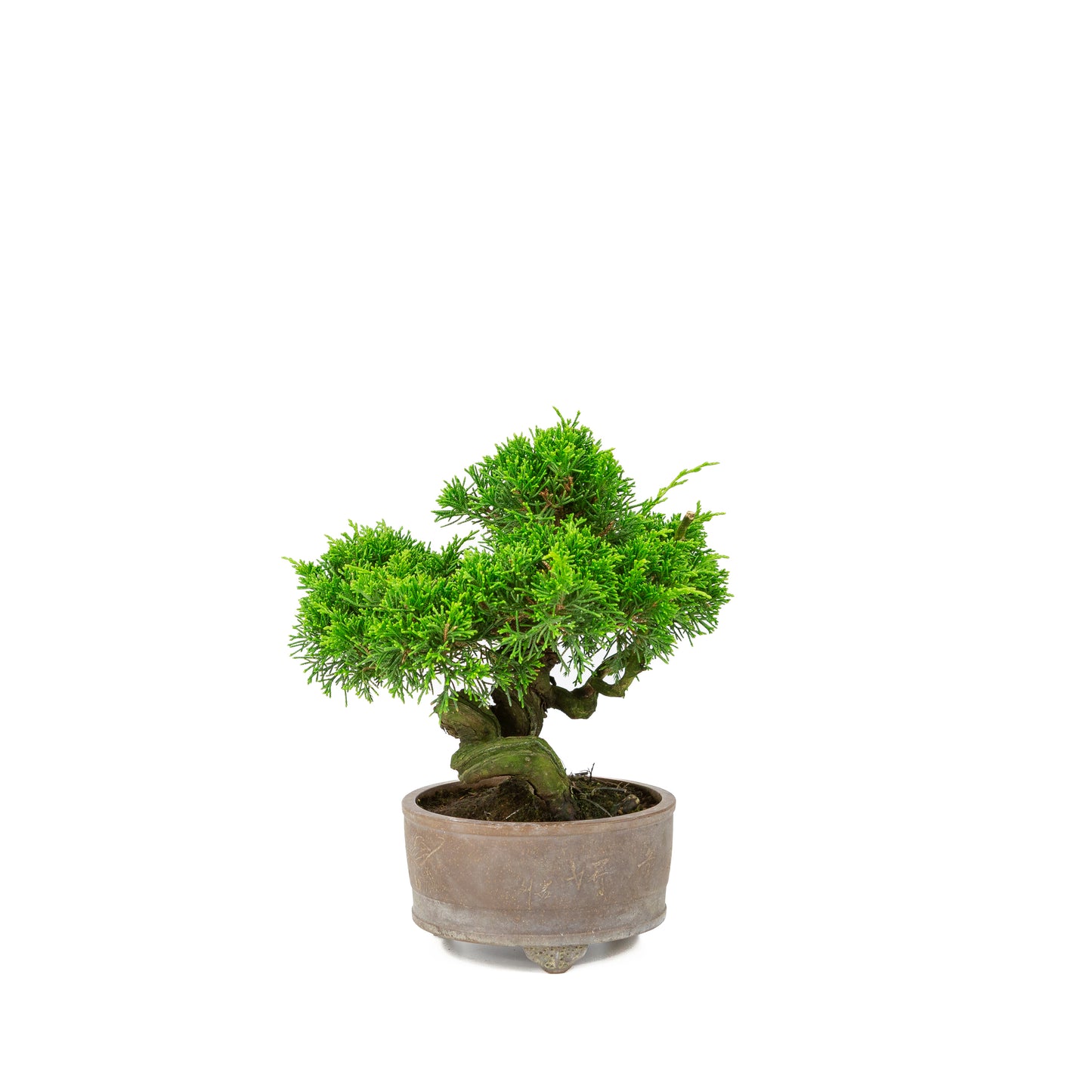 Juniperus chinensis non émaillé pot 14 cm, hauteur ~27 cm