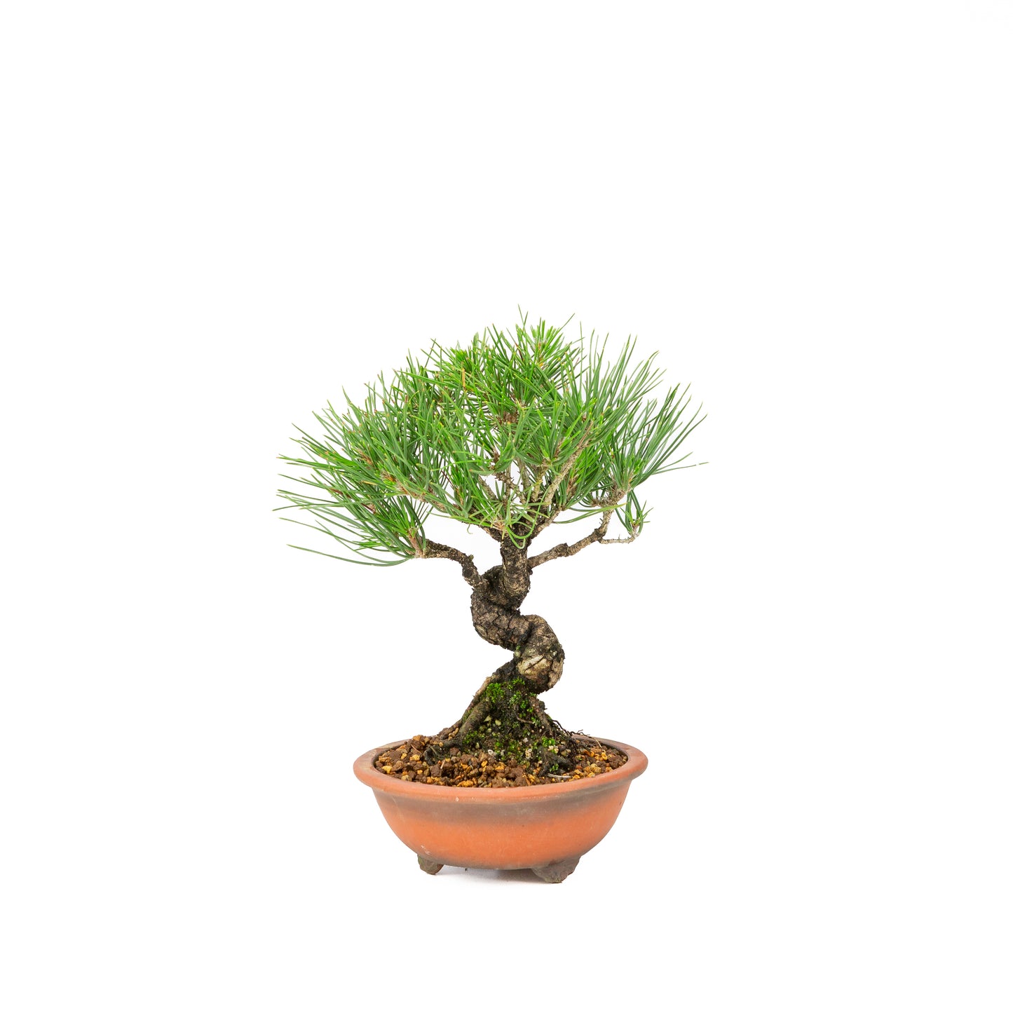 Pinus thunbergii pot non émaillé 15m, hauteur ~29cm