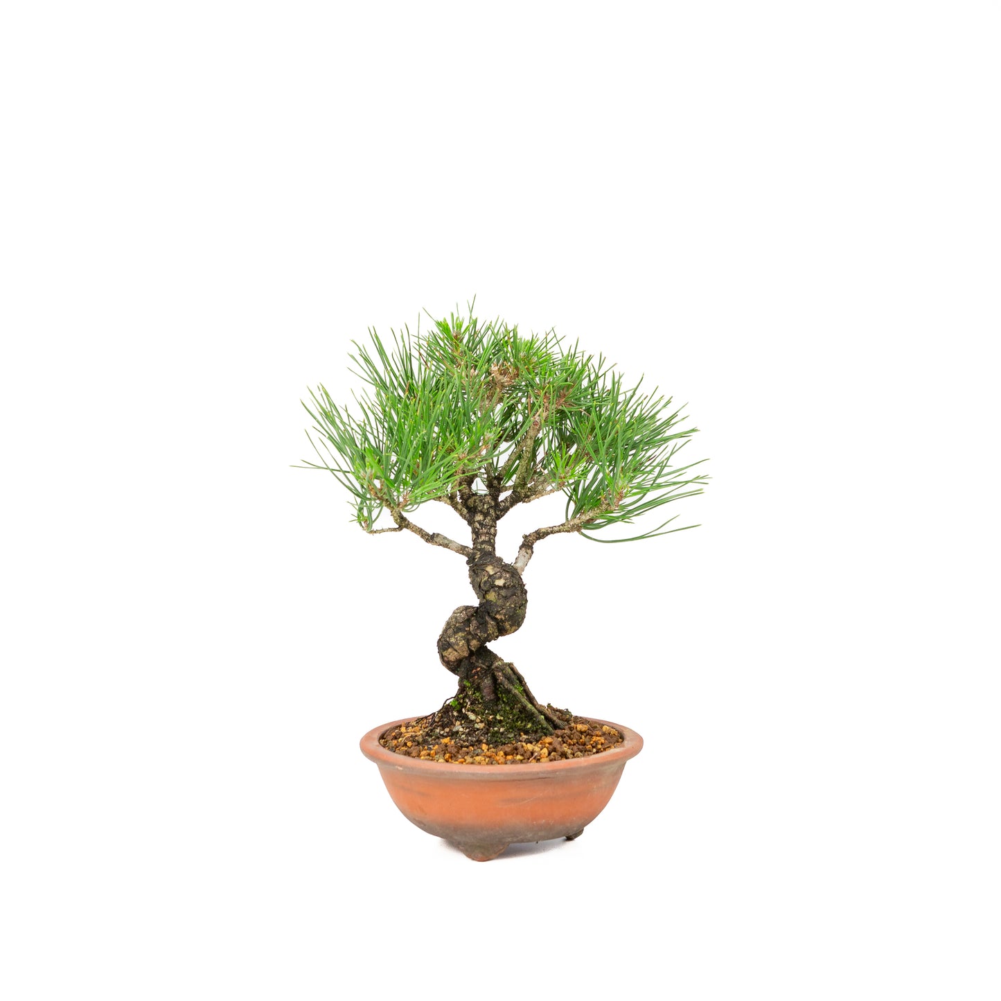 Pinus thunbergii pot non émaillé 15m, hauteur ~29cm