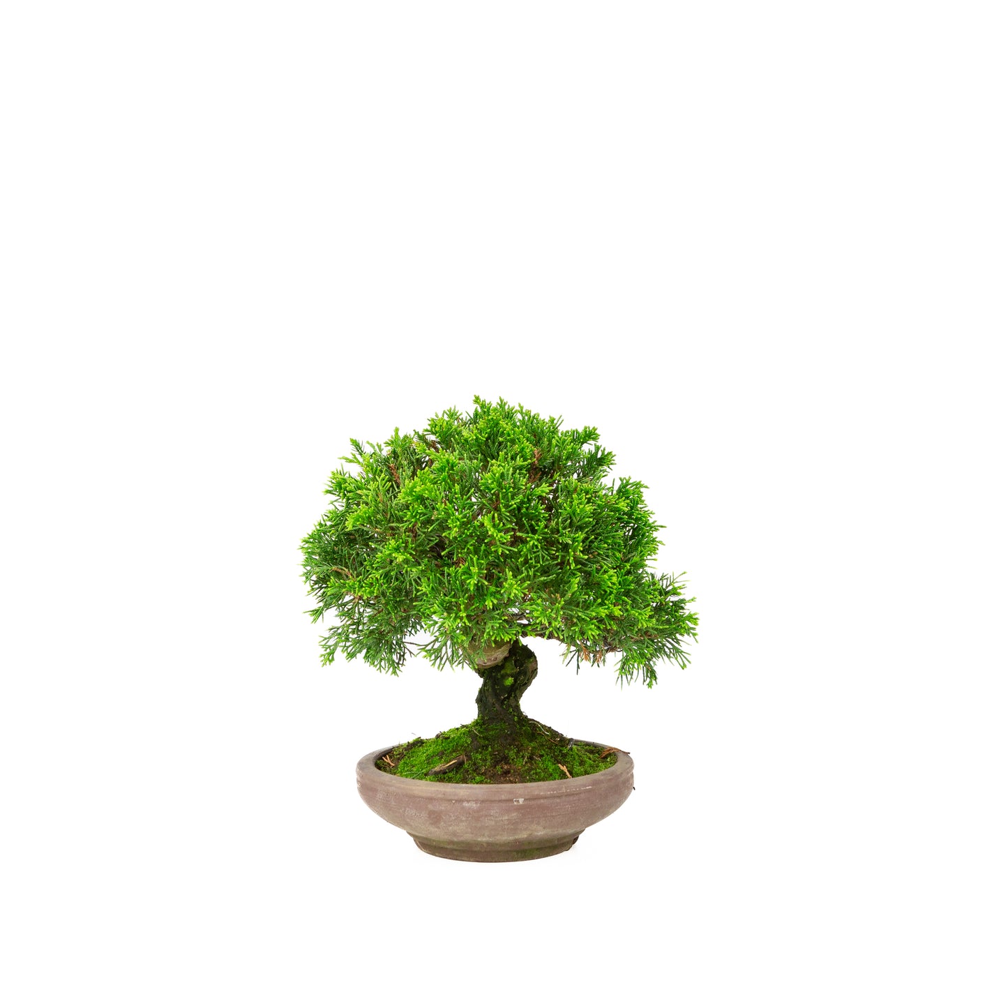 Juniperus chinensis non émaillé pot 15 cm, hauteur ~24 cm