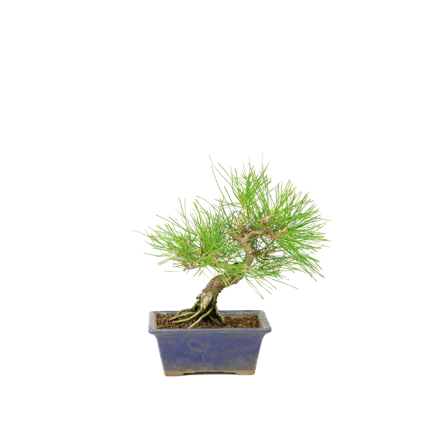 Pinus thunbergii pot bleu 14 m, hauteur ~25 cm
