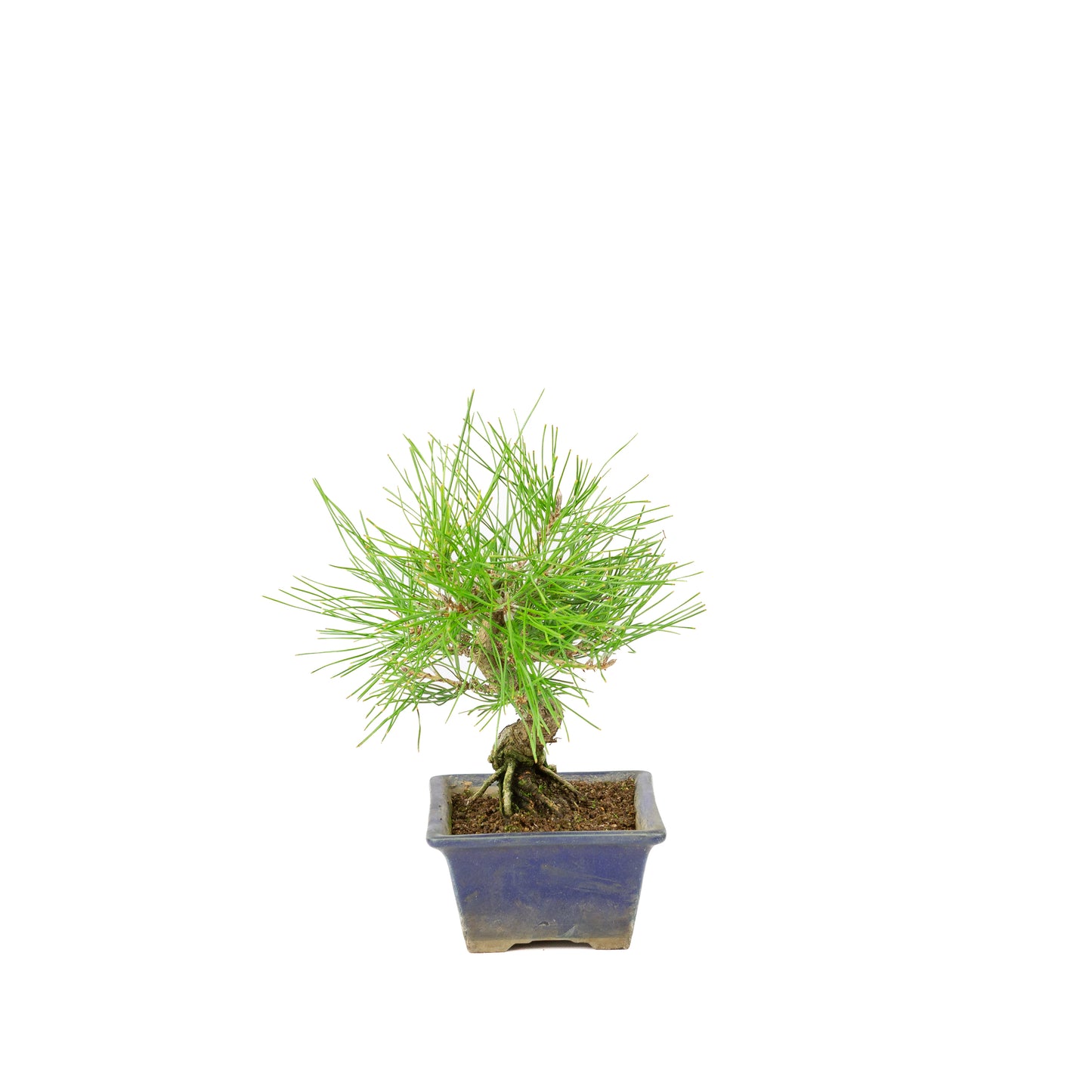 Pinus thunbergii pot bleu 14 m, hauteur ~25 cm