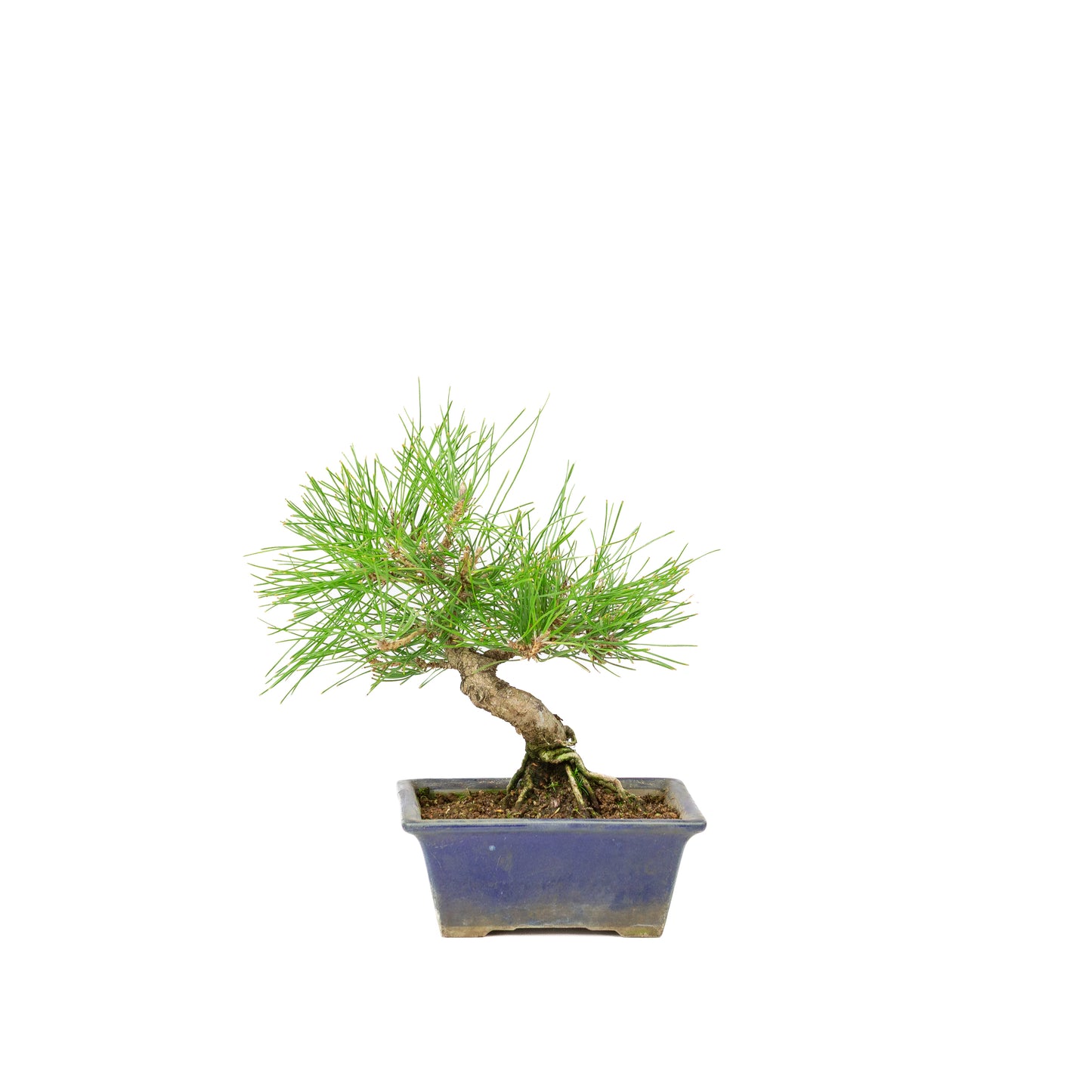 Pinus thunbergii pot bleu 14 m, hauteur ~25 cm