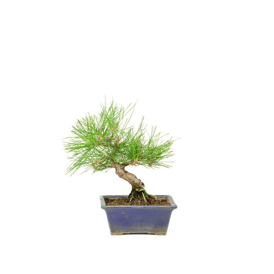 Pinus thunbergii pot bleu 14 m, hauteur ~25 cm