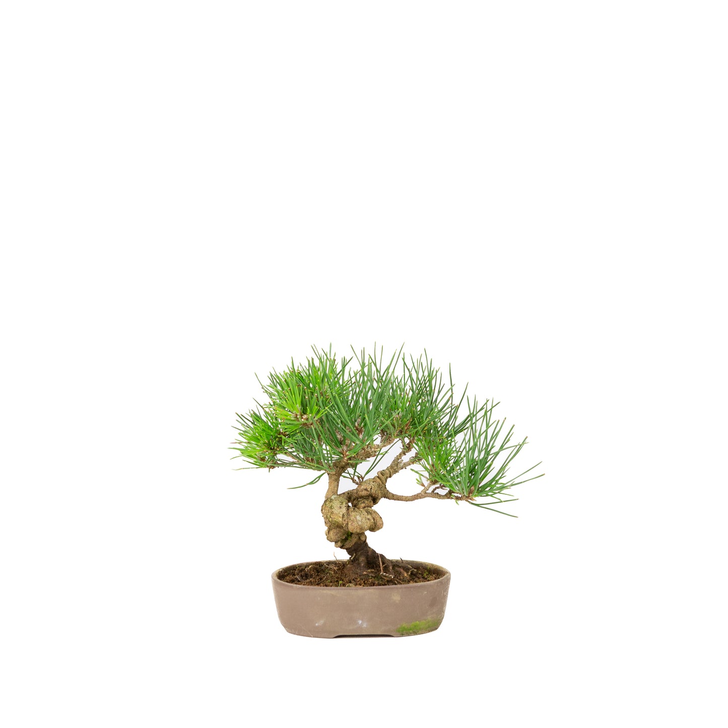 Pinus thunbergii pot non émaillé 12 m, hauteur ~20 cm