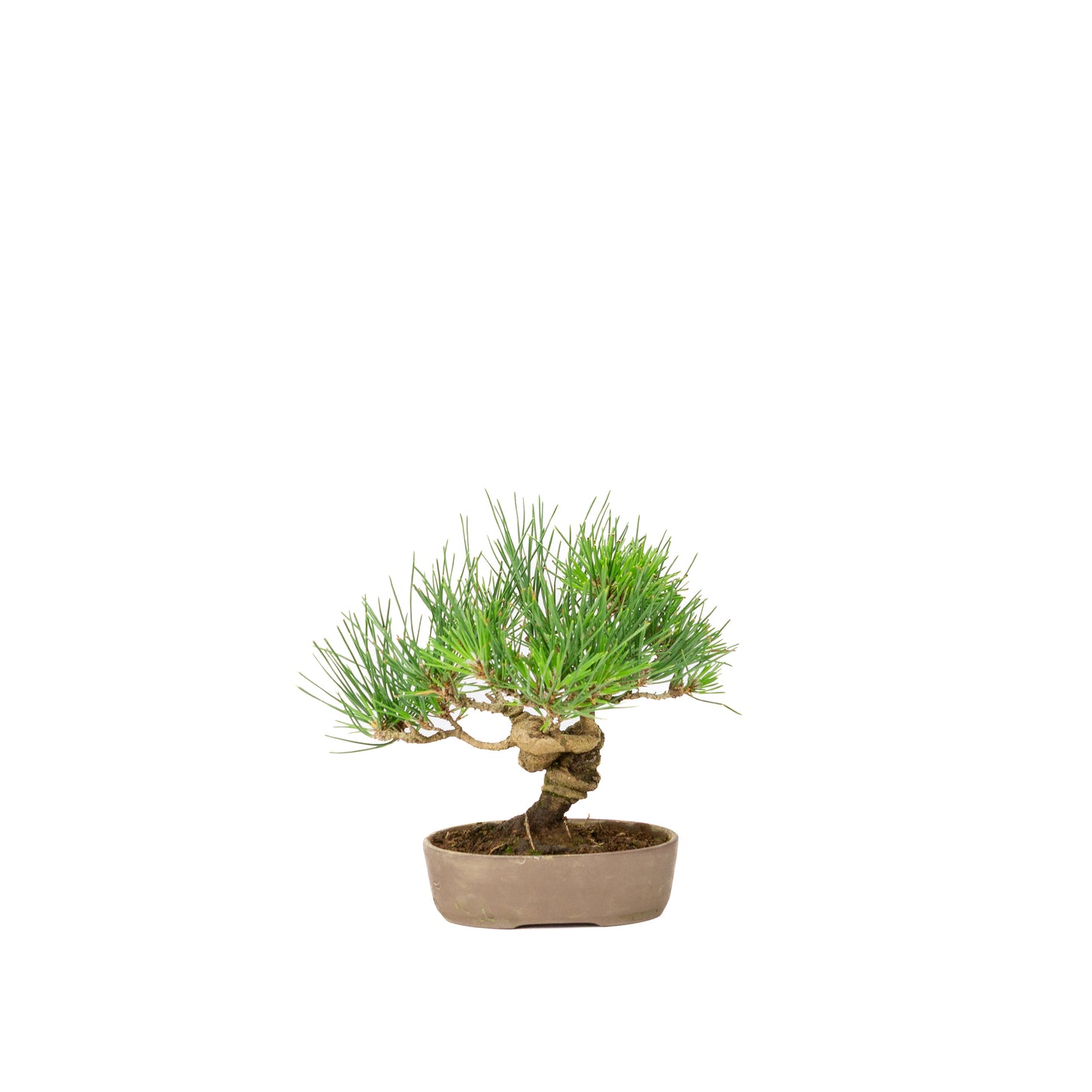 Pinus thunbergii pot non émaillé 12 m, hauteur ~20 cm
