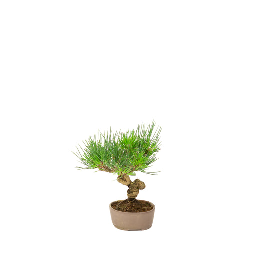 Pinus thunbergii pot non émaillé 12 m, hauteur ~20 cm