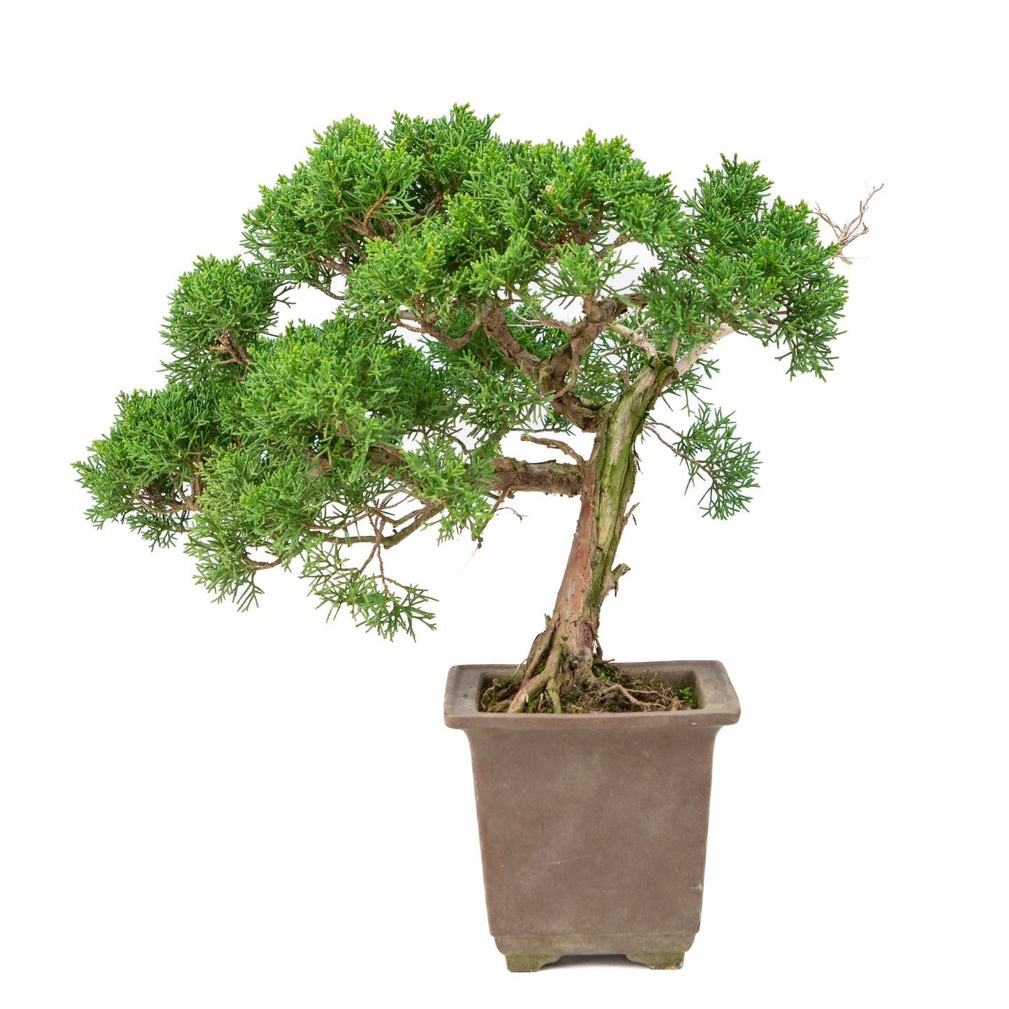 Juniperus chinensis semi-cascade pot non émaillé 14 cm, hauteur ~41 cm