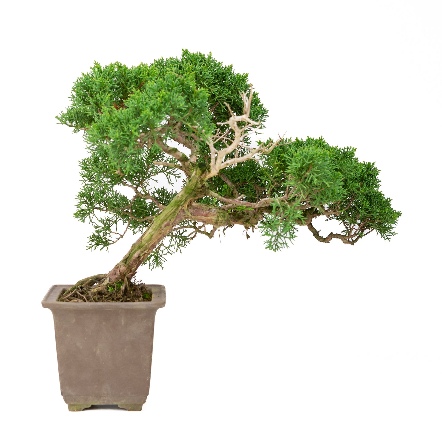 Juniperus chinensis semi-cascade pot non émaillé 14 cm, hauteur ~41 cm