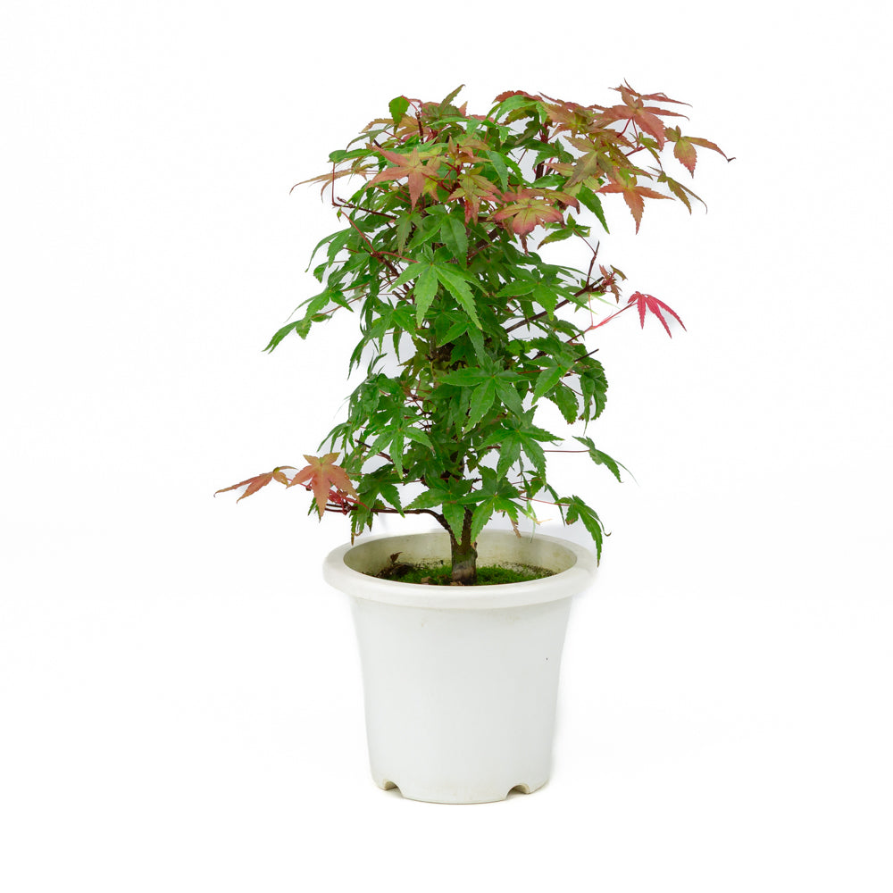 Acer palmatum pot en plastique 13 cm, hauteur ~33 cm