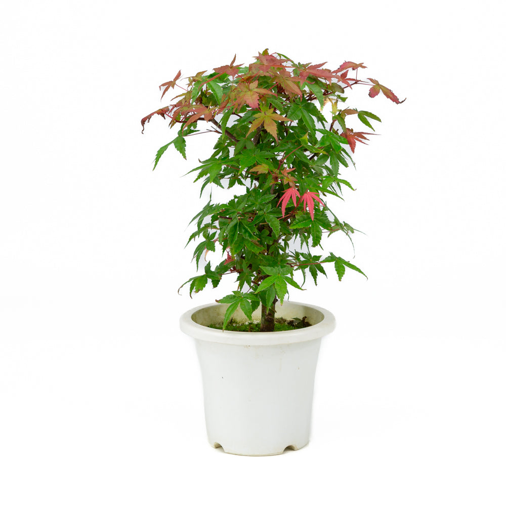 Acer palmatum pot en plastique 13 cm, hauteur ~33 cm