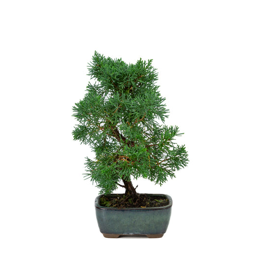 Juniperus chinensis pot rectangulaire vert 13 cm, hauteur ~35 cm