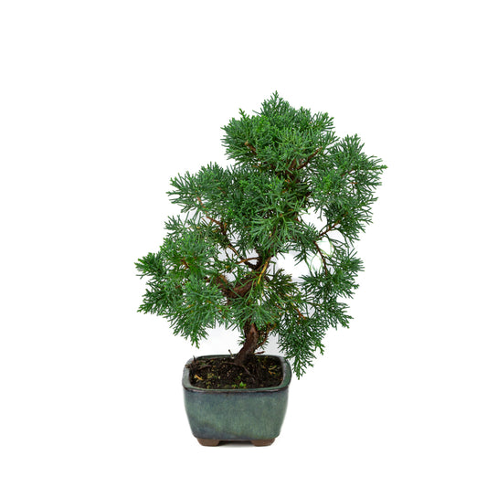 Juniperus chinensis green rectangular pot 13cm, height ~35cm