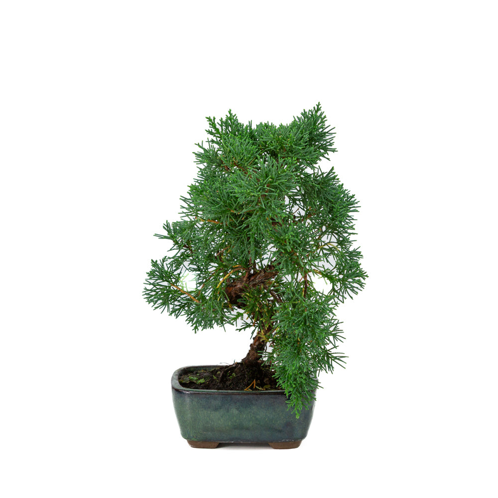Juniperus chinensis pot rectangulaire vert 13 cm, hauteur ~35 cm
