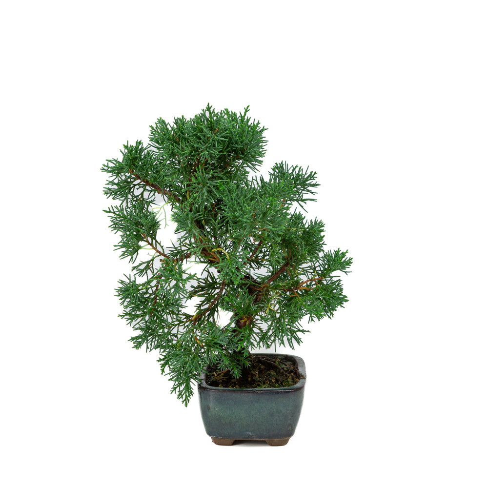 Juniperus chinensis pot rectangulaire vert 13 cm, hauteur ~35 cm