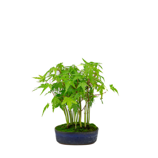 Shohin Acer palmatum forêt pot ovale bleu 12 cm, hauteur ~20 cm