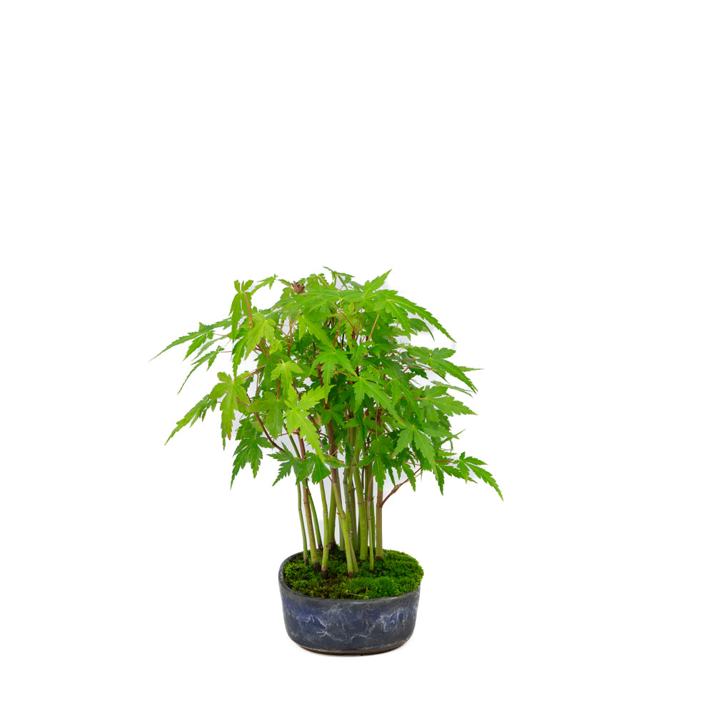 Shohin Acer palmatum forêt pot ovale bleu 12 cm, hauteur ~20 cm