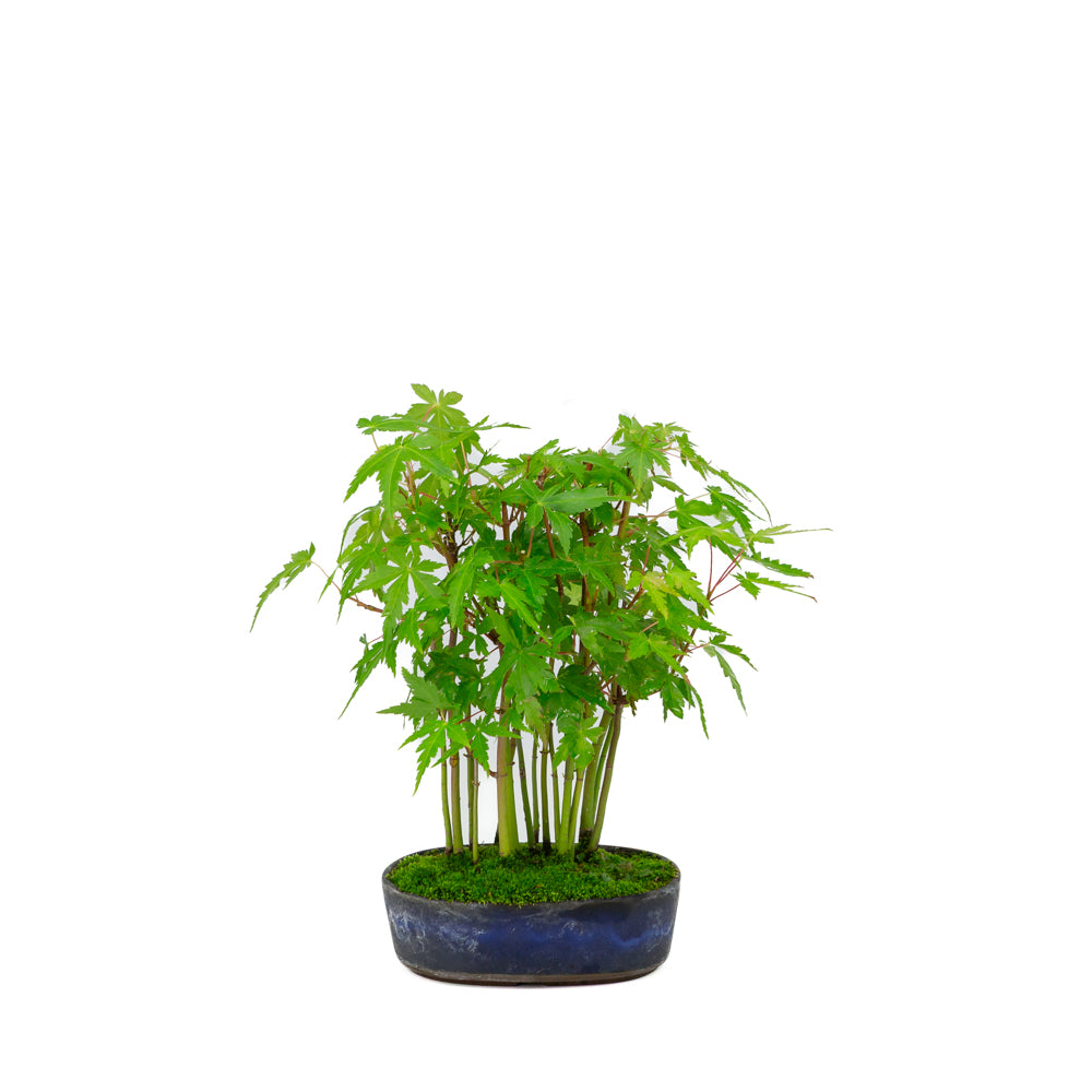 Shohin Acer palmatum forêt pot ovale bleu 12 cm, hauteur ~20 cm