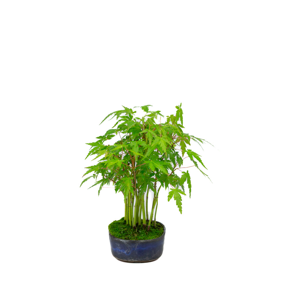 Shohin Acer palmatum forêt pot ovale bleu 12 cm, hauteur ~20 cm