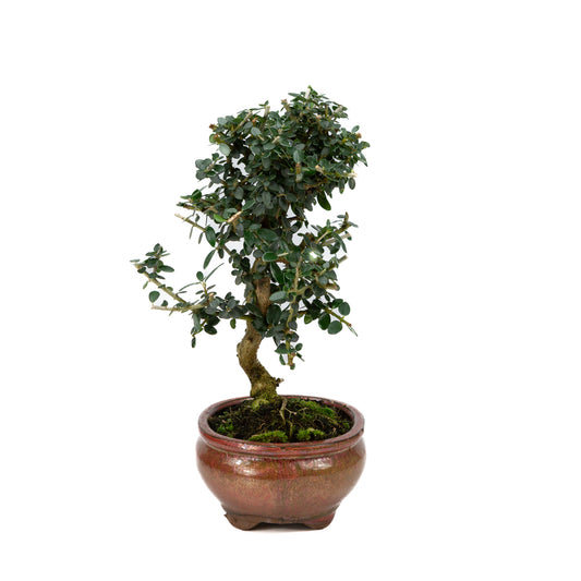 Olea europaea sylvestris pot ovale rouge 15 cm, hauteur ~32 cm