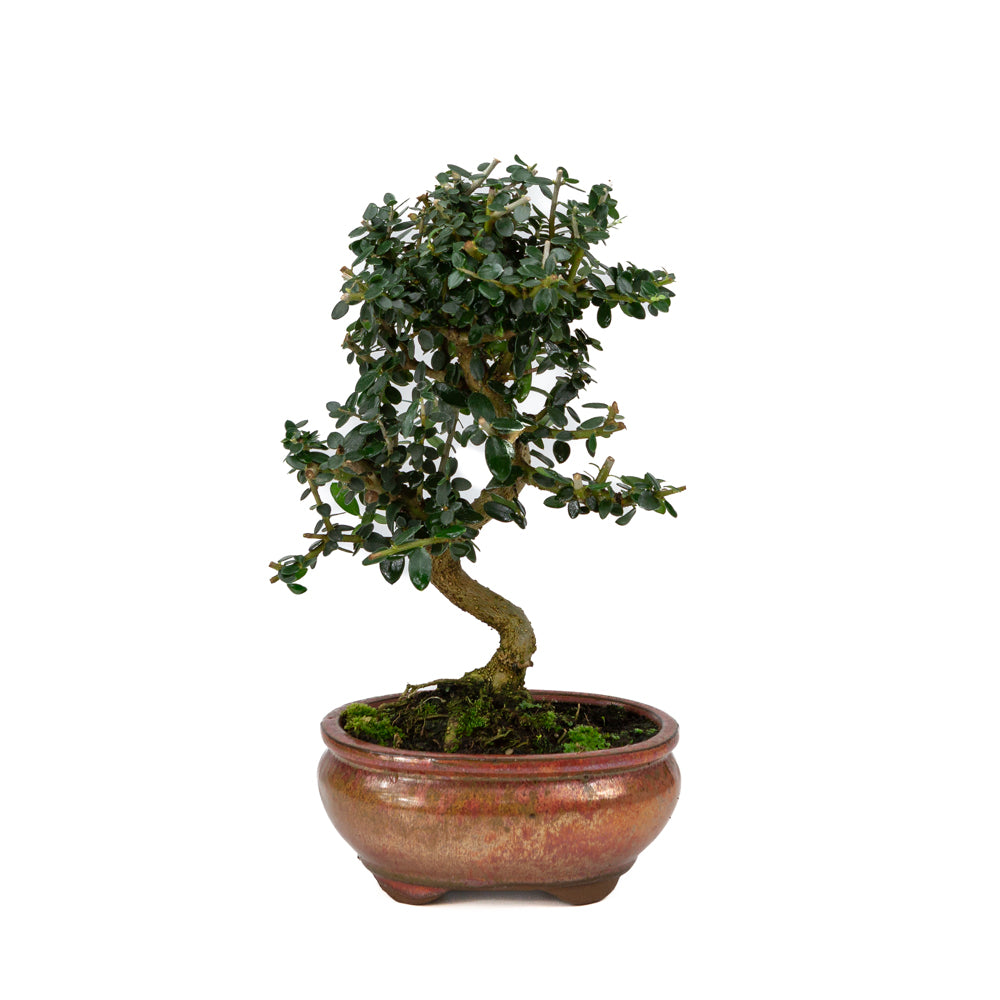 Olea europaea sylvestris pot ovale rouge 15 cm, hauteur ~32 cm