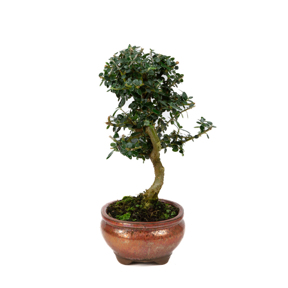 Olea europaea sylvestris rode ovale pot 15cm, hoogte ~32cm