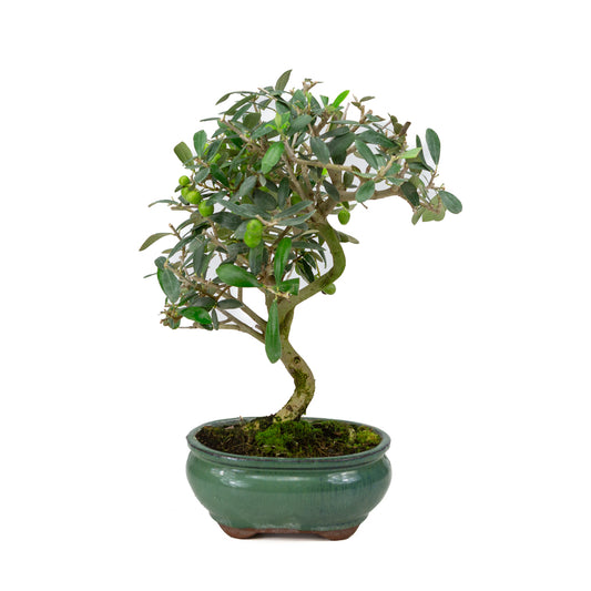 Olea europea, pot ovale vert de 16 cm, hauteur ~37 cm