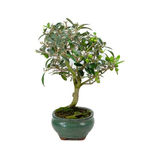 Olea europea, pot ovale vert de 16 cm, hauteur ~37 cm