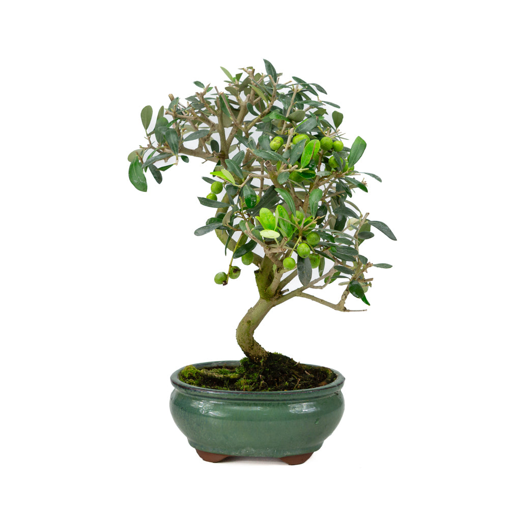 Olea europea, pot ovale vert de 16 cm, hauteur ~37 cm