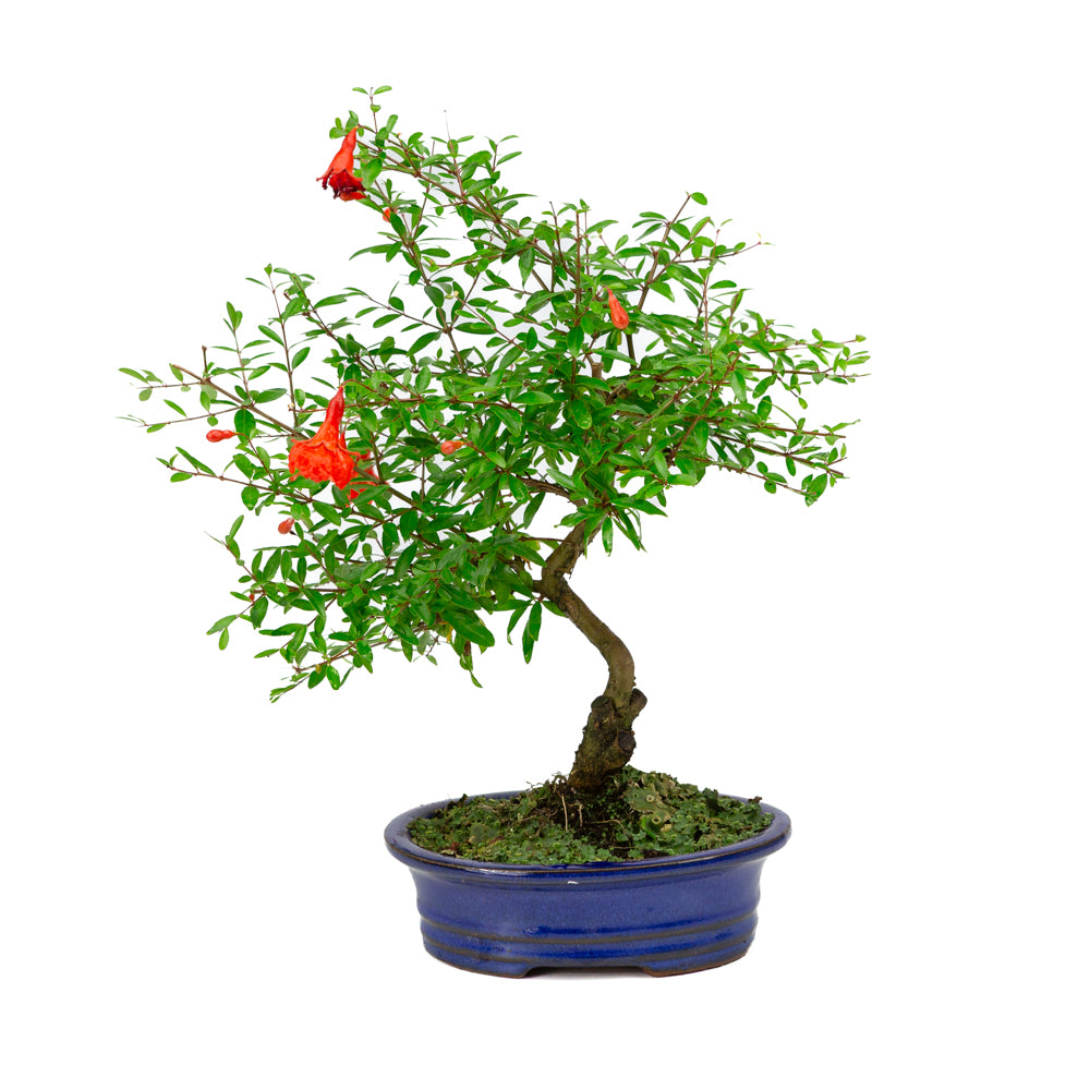 Punica Granatum blauwe ovale pot 16cm, hoogte ~35cm