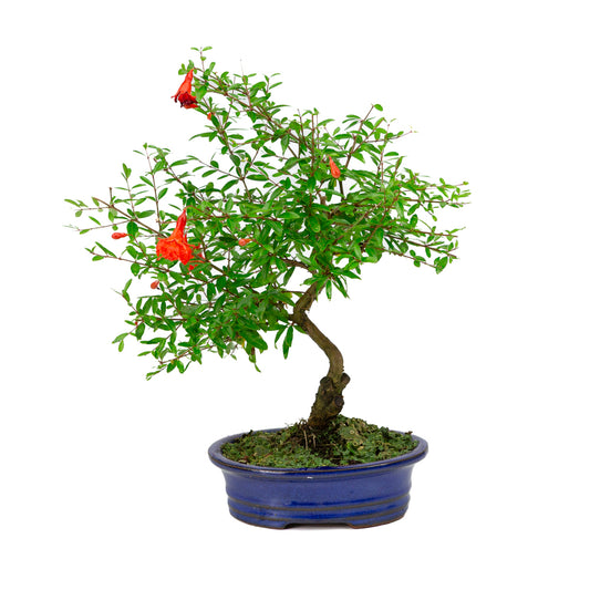 Punica Granatum blue oval pot 16cm, height ~35cm