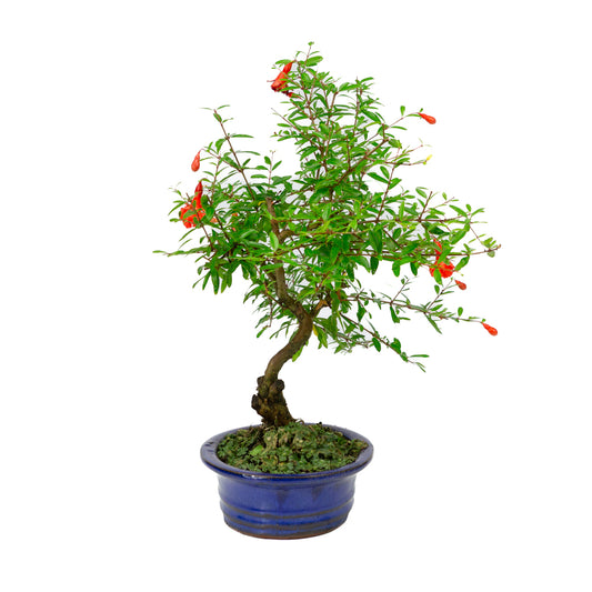 Punica Granatum pot ovale bleu 16 cm, hauteur ~35 cm
