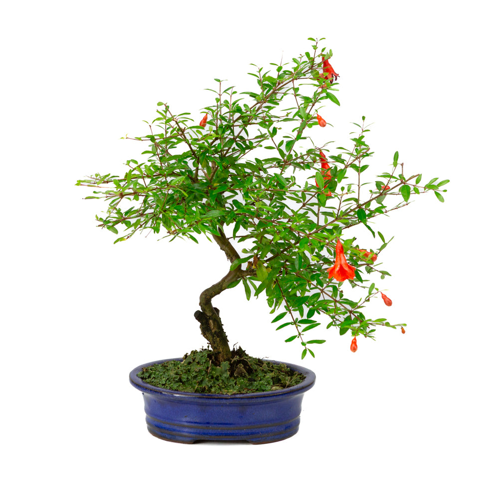 Punica Granatum blauwe ovale pot 16cm, hoogte ~35cm