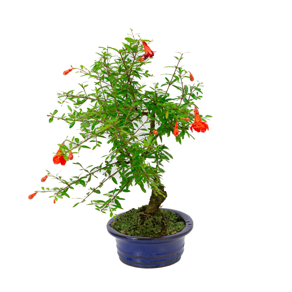 Punica Granatum blauwe ovale pot 16cm, hoogte ~35cm