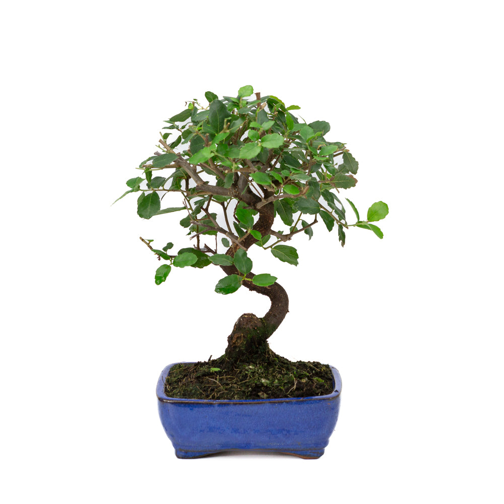 Quercus Suber pot rectangulaire bleu 16 cm, hauteur ~31 cm