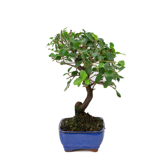 Quercus Suber pot rectangulaire bleu 16 cm, hauteur ~31 cm