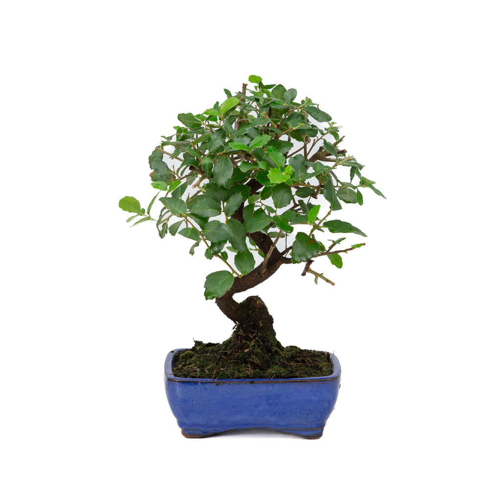 Quercus Suber pot rectangulaire bleu 16 cm, hauteur ~31 cm