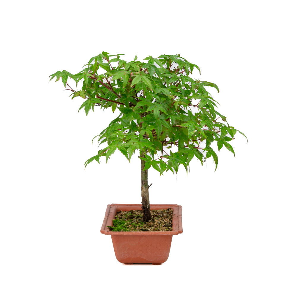 Acer palmatum Deshojo pot en plastique 17 cm, hauteur ~32 cm