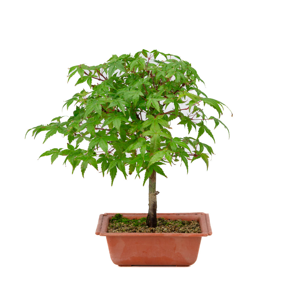 Acer palmatum Deshojo pot en plastique 17 cm, hauteur ~32 cm
