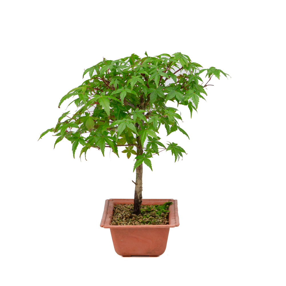 Acer palmatum Deshojo pot en plastique 17 cm, hauteur ~32 cm
