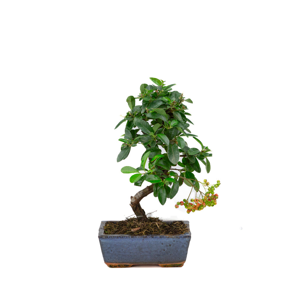 Pyracantha blauwe rechthoekige pot 15cm, hoogte ~30cm