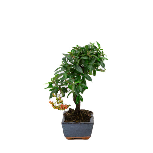Pyracantha angustifolia pot rectangulaire bleu 15 cm, hauteur ~30 cm
