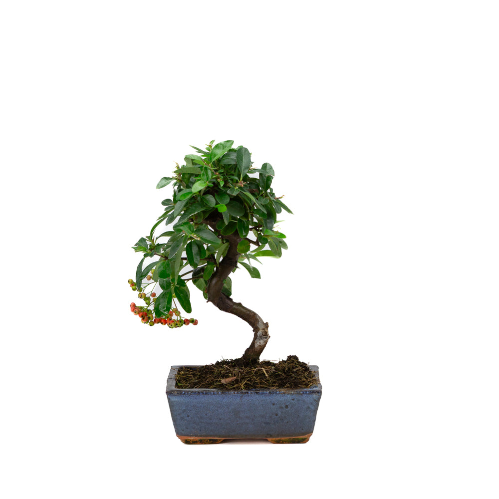 Pyracantha angustifolia pot rectangulaire bleu 15 cm, hauteur ~30 cm