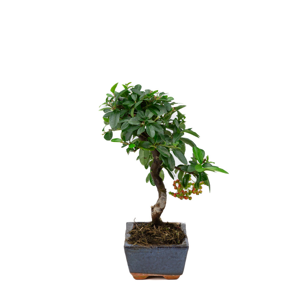 Pyracantha blauwe rechthoekige pot 15cm, hoogte ~30cm