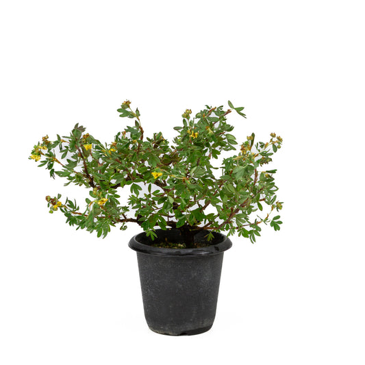 Potentilla fruticosa terracotta pot 17cm, height ~30cm