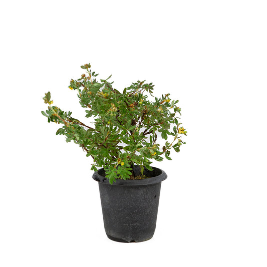 Potentilla fruticosa terracotta pot 17cm, height ~30cm
