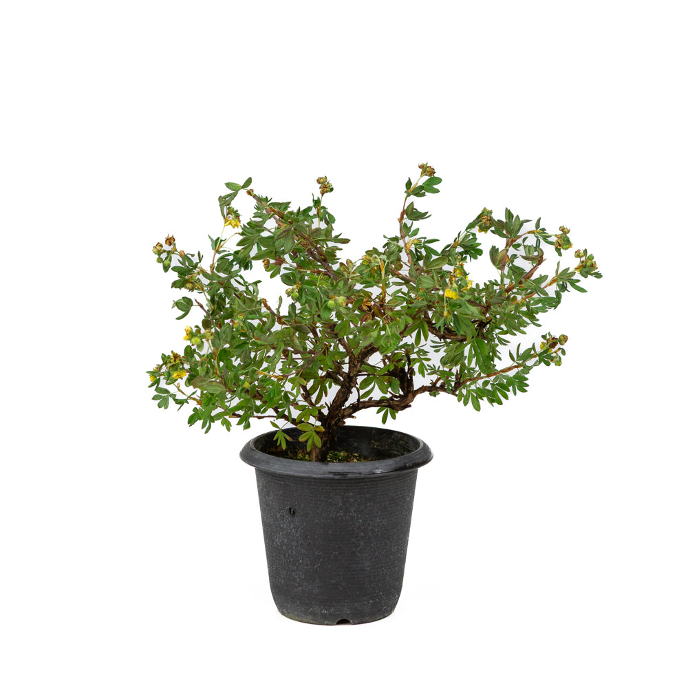 Potentilla fruticosa pot en plastique 12 cm, hauteur ~26 cm